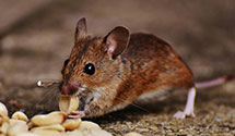 24 Hour & Emergency Exterminators in Scituate, MA